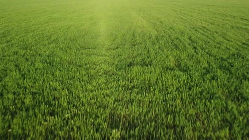 Luftbild eines grünen Weizenfeldes auf dem Land