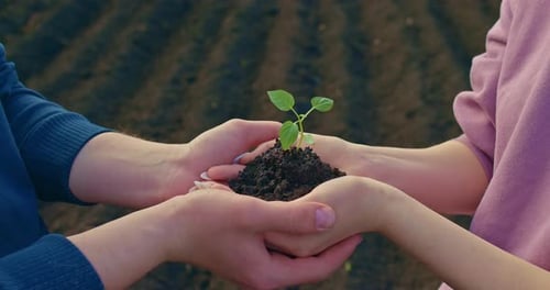 Two Lovers are Holding Sprout of Plant in Palms Standing in Agricultural Field Prores