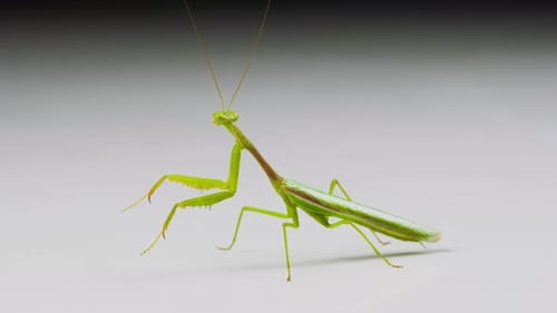 Macro shot of a Praying Mantis on a white background