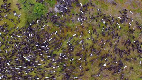 Herd Of Reindeer In Tundra