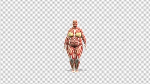 Female Anatomy Model Performing Jumping Jacks 3D Animation