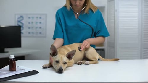 Professional Veterinarian Examining Dog With Stethoscope, Animal Clinic Checkup