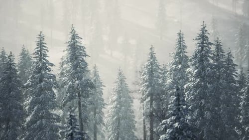 Panoramic Winter Forest with Snowfall and Pine Trees