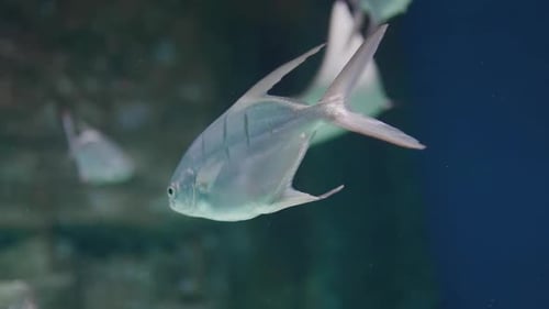 Fish of the oceans, close-ups of the oceans. the ecology and fauna of the oceans