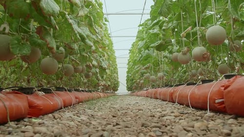 Plantes de melons verts ou de melons cantaloups poussant en serre