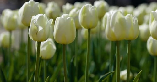 Beautiful tulips in Holland, Michigan dutch village