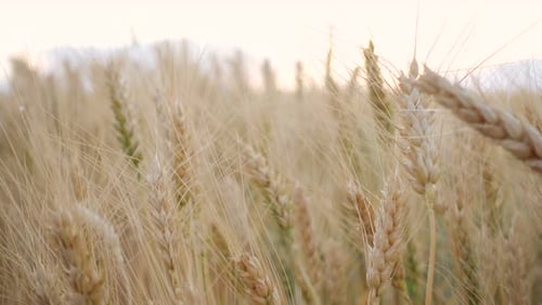 Evening Wheat Field