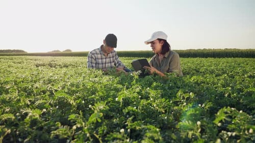 Farmers Working in a Chickpea Field at Sunset