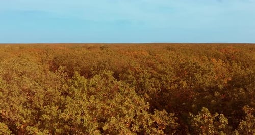 Aerial View of Colorful Autumn Forest Canopy