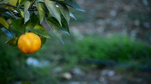 Vibrant Orange Hanging on Tree Branch