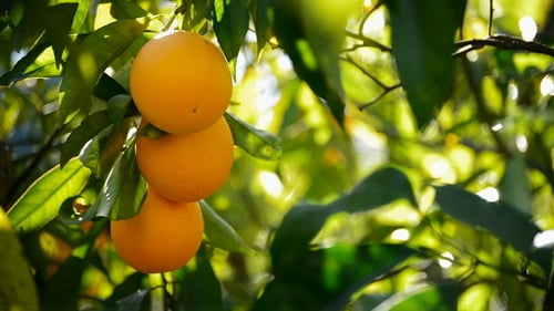Orange Hanging In A Branch