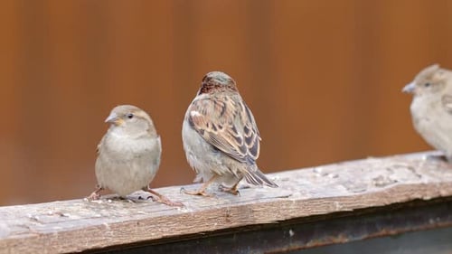 Small Sparrows Perched on Weathered Wooden Ledge