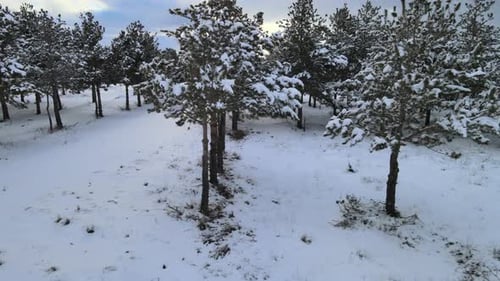 snowy trees winter