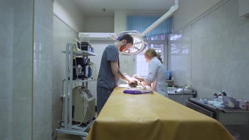 Veterinarians Performing Medical Procedure in Clinic