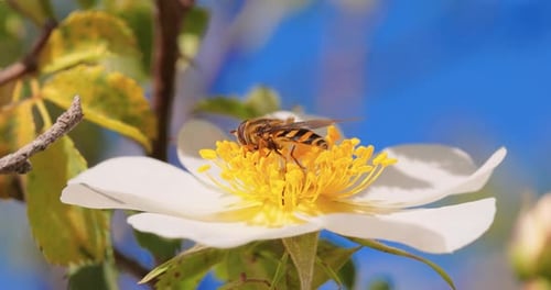 Bee Pollinating White Flower in Sunny Garden