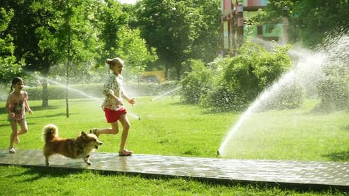 Girls Playing With The Dog At The Park