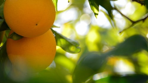 Oranges In Branch