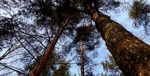 Trees