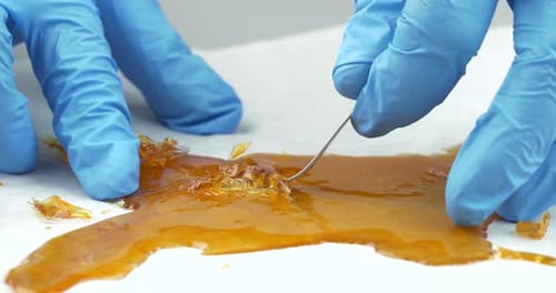Bastão e cera de resina dourada: extrato de cannabis medicinal na mão com luvas médicas