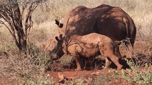 Un bébé mignon rejoint maman rhinocéros blanc à l'ombre d'un arbre à la lumière du soir