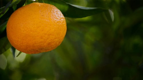 Tangerine Hanging In Branch