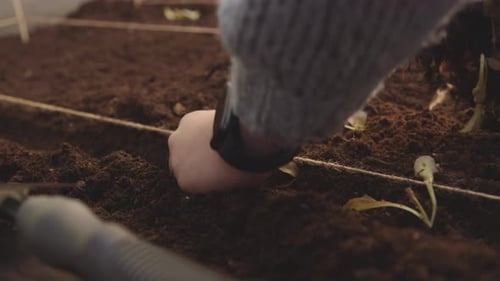 Female Gardener Planting In Soil
