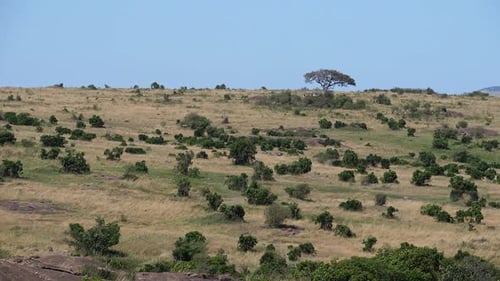 Landscape, savannah, Masai Mara Park, Kenya, Slow Motion