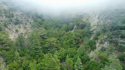 Drone Flies Over a Beautiful Dramatic Coniferous Forest Covered with Fog