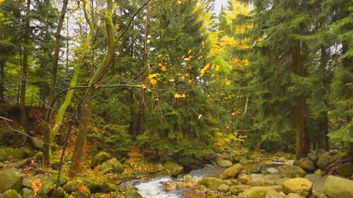 Waterfall & Autumn