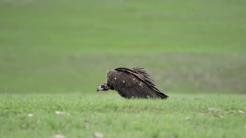 Ein freier und wilder Geier geht auf der Wiese