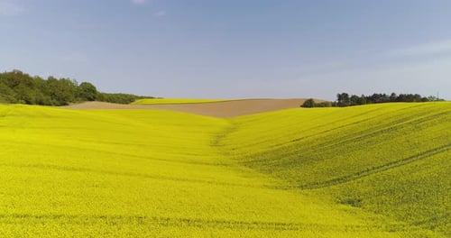 Vista panorámica del campo de canola contra el cielo