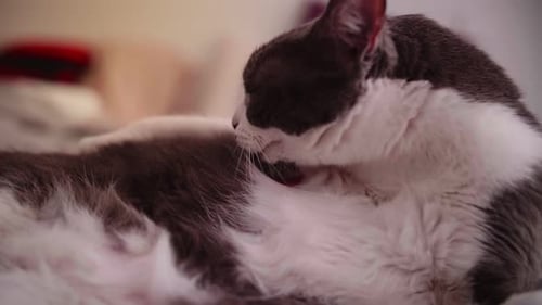 Gray and White Cat Grooming Fur