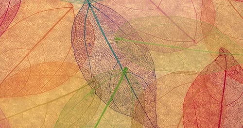 Colorful Leaf Skeletons Abstract Nature Background