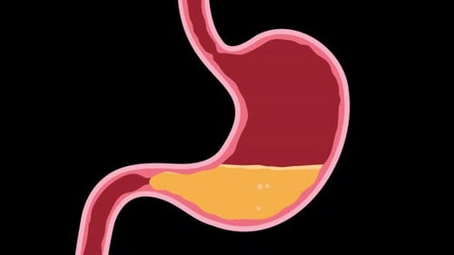 Animated Illustration of Human Stomach Filling with Acid