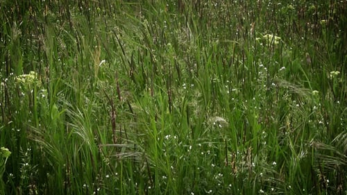 Grass and Wildflowers Swaying Gently in the Wind