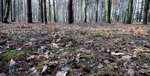 Forest Floor With Leaves and Trees