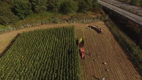 Corn Harvest Aerial View