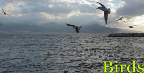 Birds