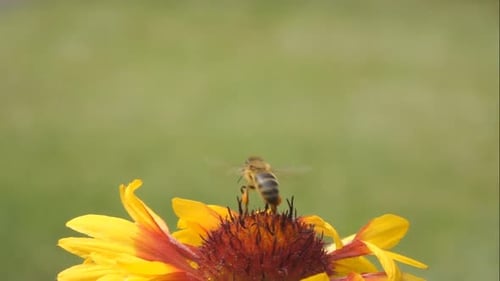 Bee Pollinating a Vibrant Flower Before Taking Flight