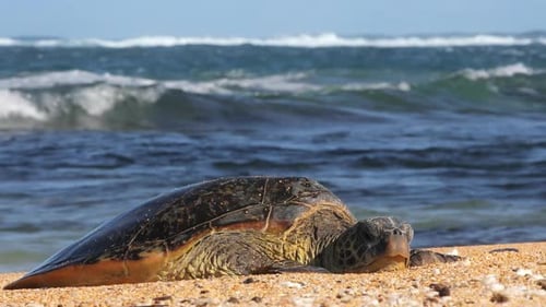 Tortuga marina salvaje descansando en una playa de arena blanca, relajante y cálida luz del atardecer
