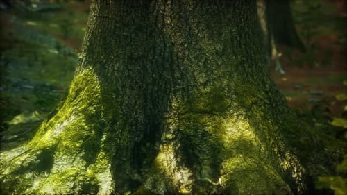 Baumwurzeln und Sonnenschein in einem grünen Wald mit Moos