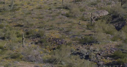 Réserve de South Mountain Park en Arizona