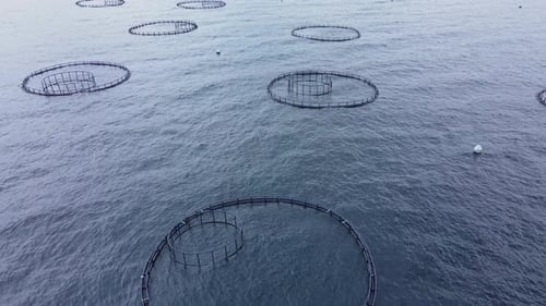 Aquaculture Fish Farm in Turkey Providing Farmed Fish Produce for Market