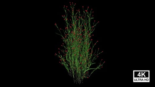 Animated Growing Green Plant with Red Buds