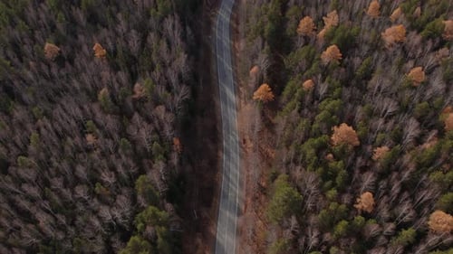 Curve asphalt road with cars between autumn forest in Ural