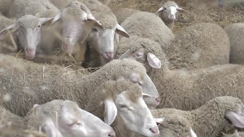 Tossing Hay To Sheep