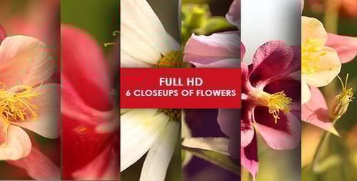 Macro Footage of Colorful Flowers in Nature