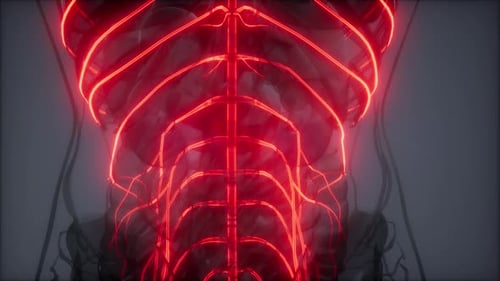 Glowing Human Nervous System and Brain Scan