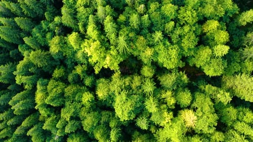 Luftaufnahme von oben nach unten auf den grünen Wald. Schöner Natur-Hintergrund. Über den Frühling fliegen
