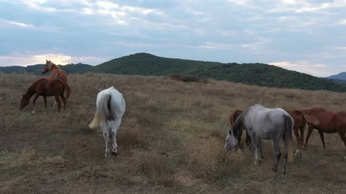 Horses Grazing on a Dry, Grassy Hillside